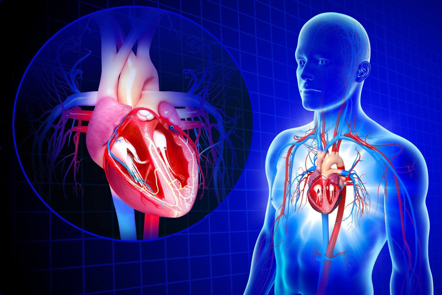 The Cardiovascular Benefits Of Lappaconitine Hydrobromide